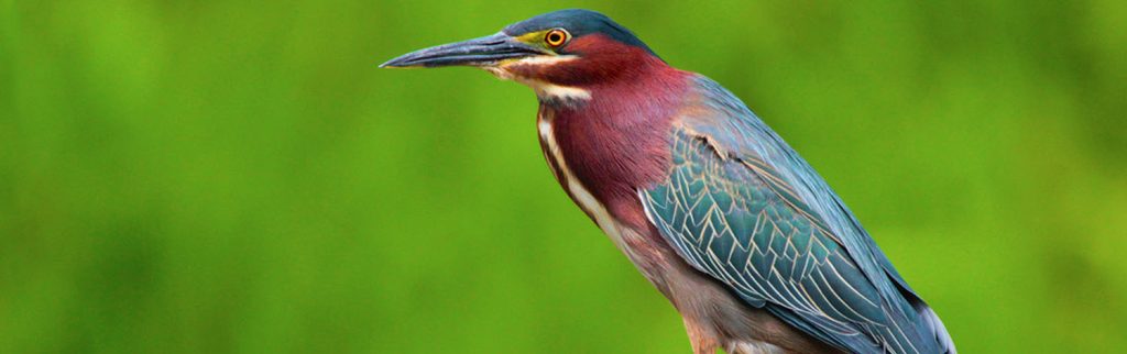 A beautiful Green Heron at Heard Natural Science Museum and Wildlife Sanctuary